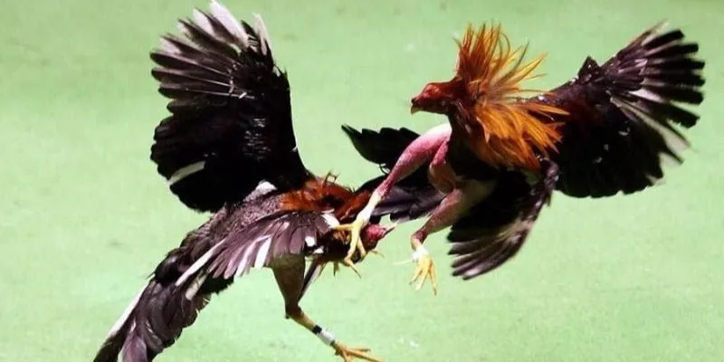 Tương lai phát triển của đá gà miền Nam